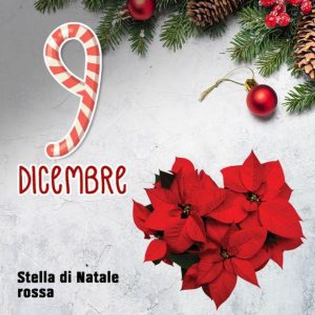 A Natale regala una stella, sostieni Frammenti di Luce